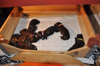 Jamniki d�ugow�ose